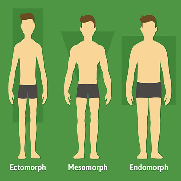 Body Type Quiz: Are You an Endomorph, Ectomorph, or Mesomorph?